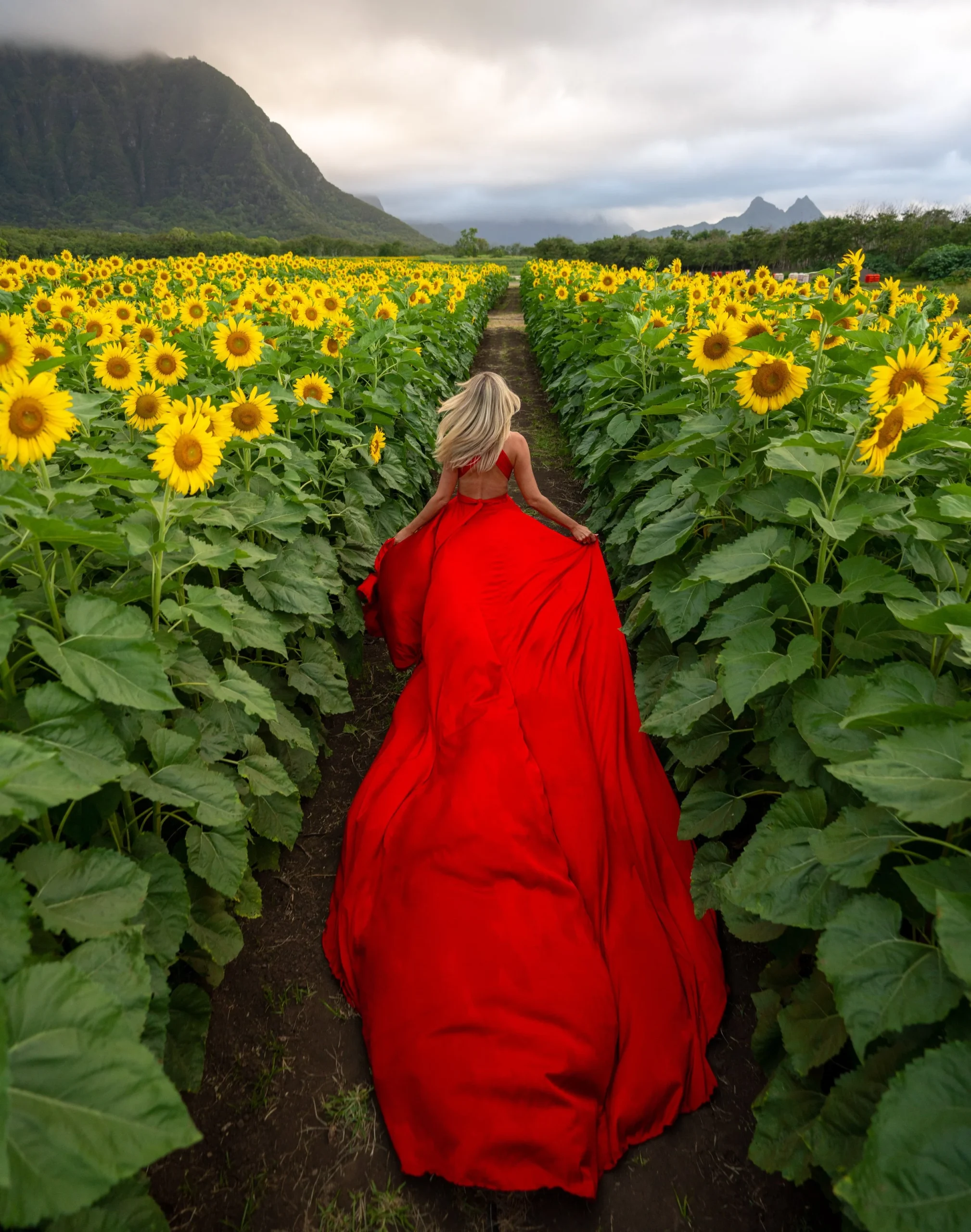 Woman in a red flying dress in a sunflower field